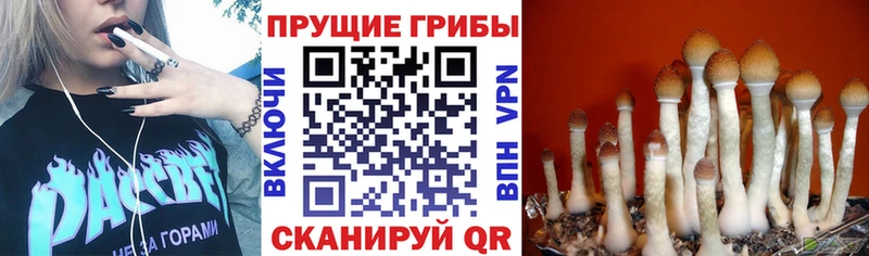 Галлюциногенные грибы Cubensis  Бикин 
